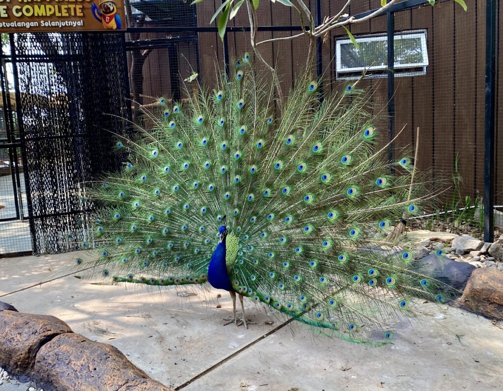 スカルノハッタ空港近く！ ふれあいミニ動物園｜Citra Interactive Zoo