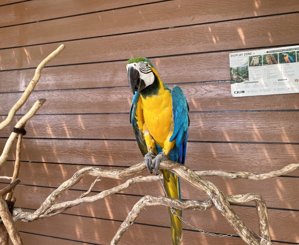 スカルノハッタ空港近く！ ふれあいミニ動物園｜Citra Interactive Zoo