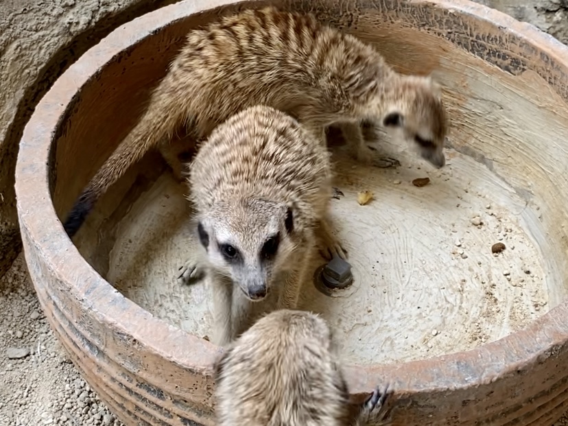 スカルノハッタ空港近く！ ふれあいミニ動物園｜Citra Interactive Zoo